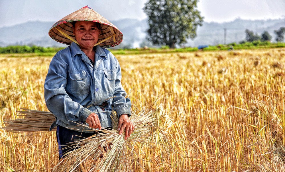 Rice straw farmer dodo phanthamaly pexels